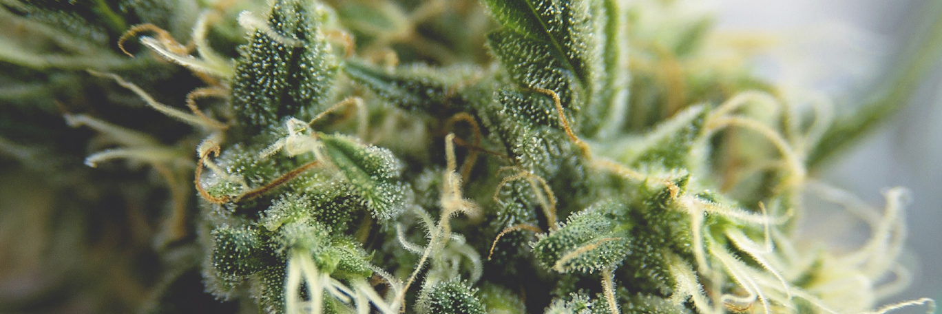 La Camera dei deputati del Messico ha approvato un progetto per la regolamentazione della marijuana: Il Messico legalizza la marijuana