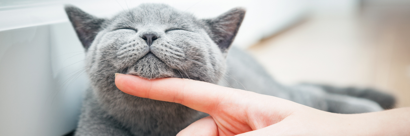 Il 17 febbraio si celebra la giornata del gatto, un evento che unisce gli amanti dei felini in un'occasione di riflessione e festa