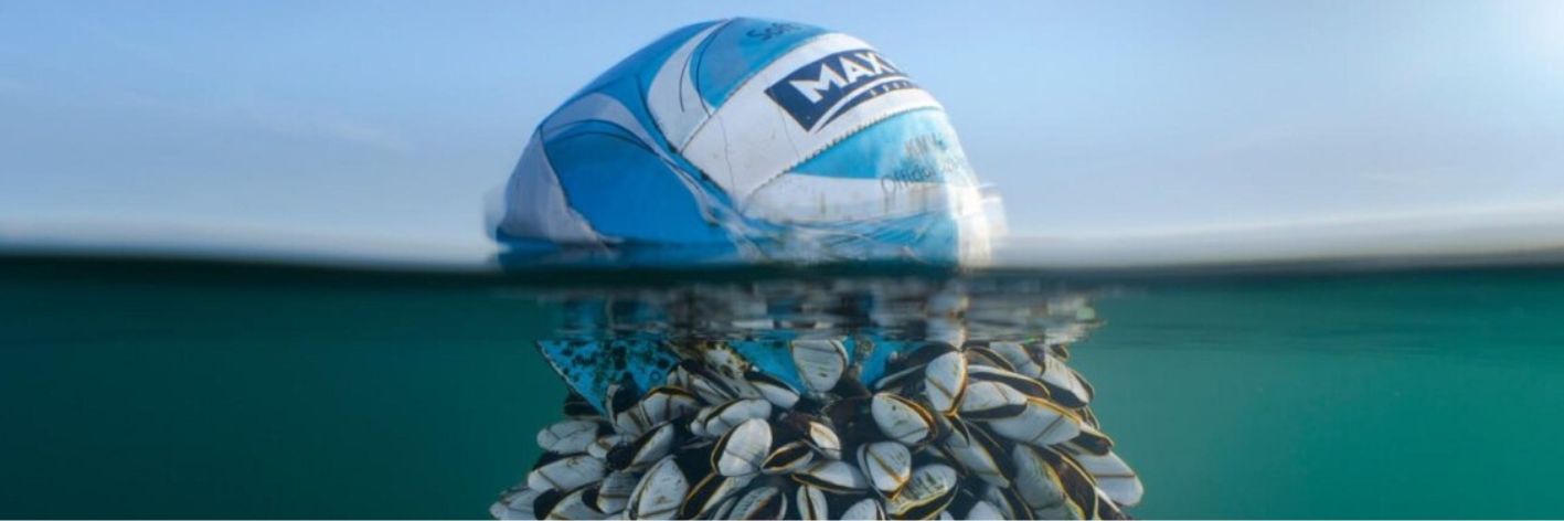 Il pallone e i crostacei: foto vincitrice dei British Wildlife Photography Awards è il simbolo della resistenza della natura all'inquinamento