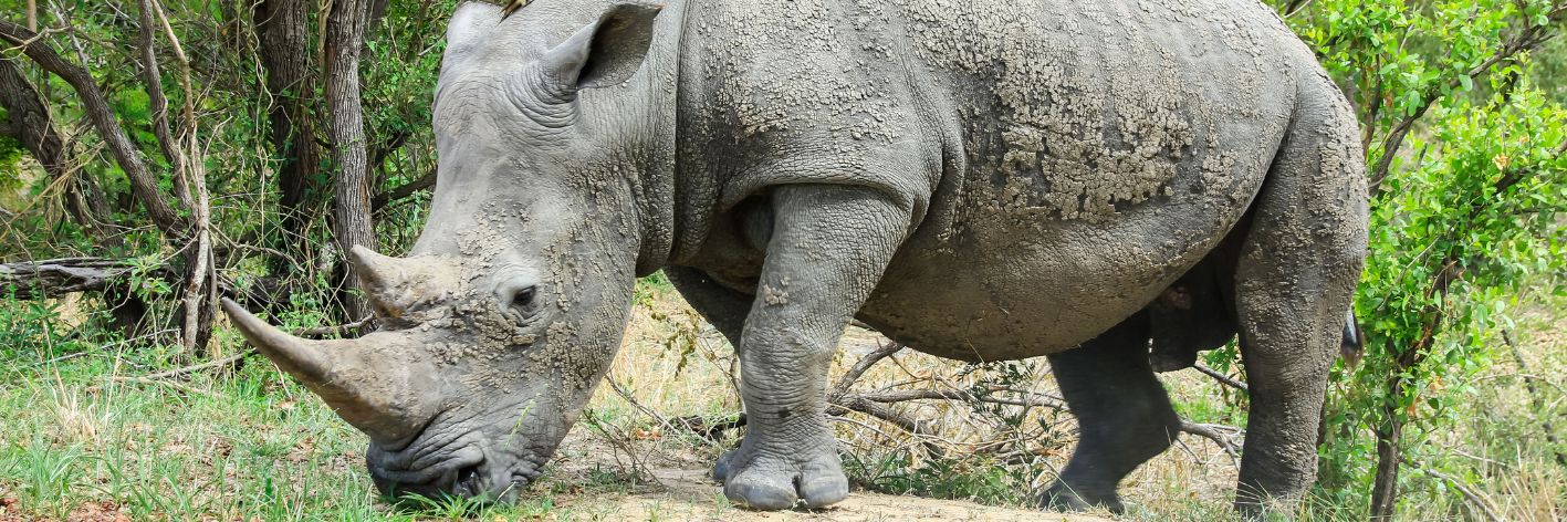 La caccia al trofeo incentiva l'uccisione di migliaia di animali selvatici, compresi esemplari di specie in via di estinzione