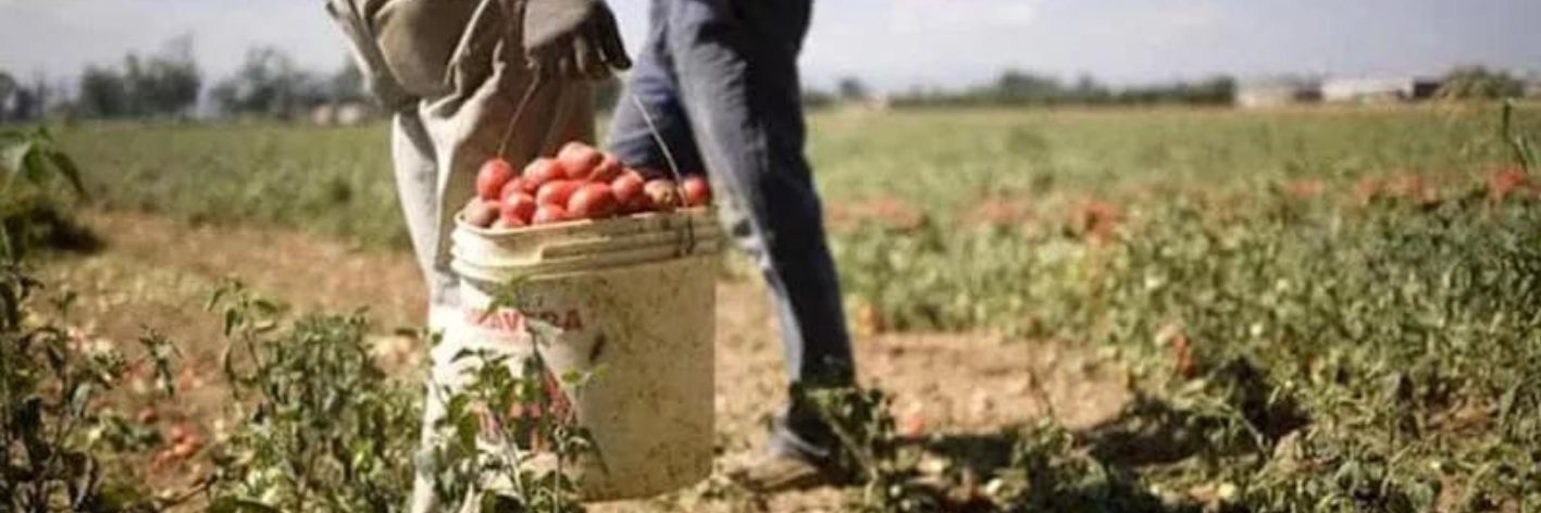 In Italia un lavoratore su quattro non è in regola, il 70% sono extracomunitari. Nei campi oltre 200 mila schiavi invisibili