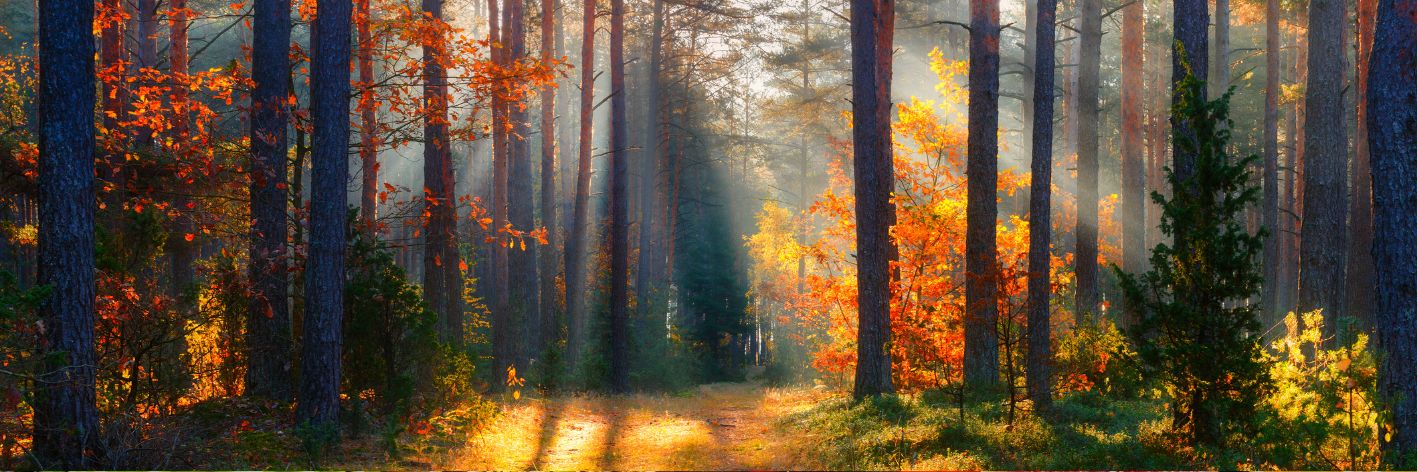 Dal 22 settembre sarà autunno. Perché l'equinozio d'autunno cambia data? Origini e significato dell'equinozio
