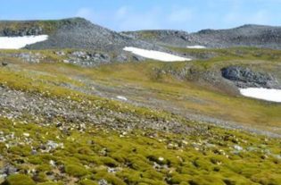 Antartide sta diventando un prato verde. Negli ultimi 40 anni, le aree coperte da vegetazione sono aumentate di dieci volte