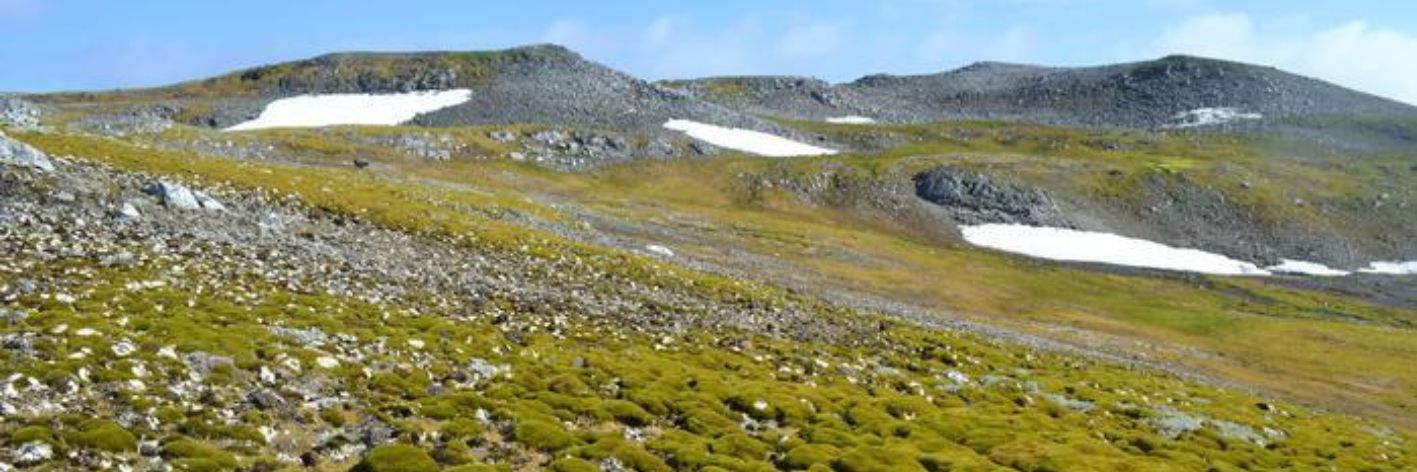 Antartide sta diventando un prato verde. Negli ultimi 40 anni, le aree coperte da vegetazione sono aumentate di dieci volte